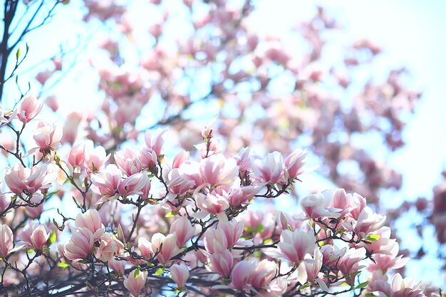 magnolia blossom spring garden / beautiful flowers, spring background pink flowers