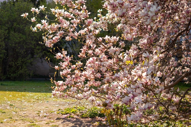 Magnolia blossom tree branches with flower petals in spring