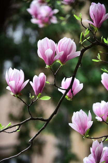 Magnolia blossom with flowers on tree in spring