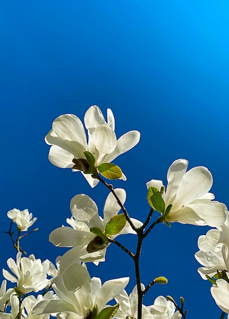 Magnolia blossoms in the garden selective focus