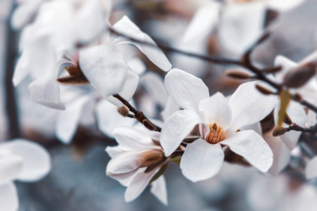 Magnolia boom bloesem