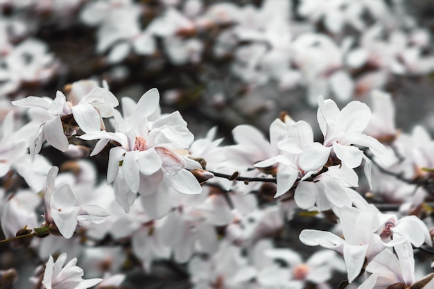 Magnolia boom bloesem