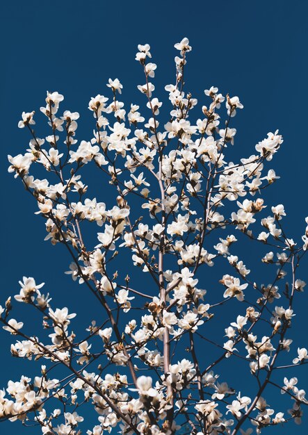 Magnolia boom bloesem