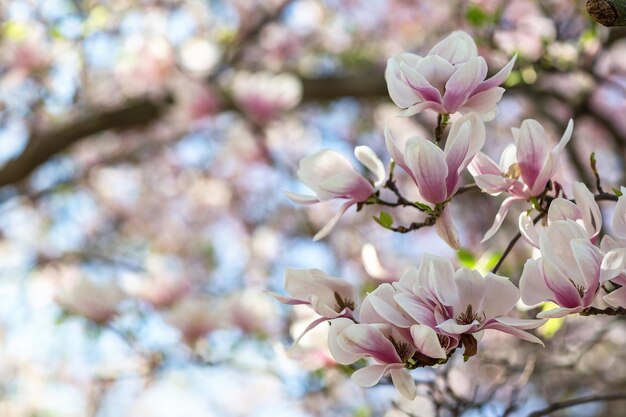 Magnolia boomtak bloemen op onscherpe achtergrond Close-up selectieve aandacht