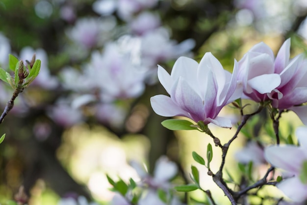 Magnolia boomtak bloemen op onscherpe achtergrond Close-up selectieve focus