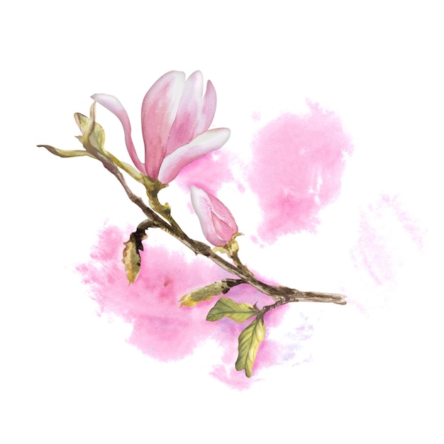 목련 큰 가지 핑크 꽃 핑크 얼룩이 있는 흰색 배경에 수채화 손으로 그린 그림