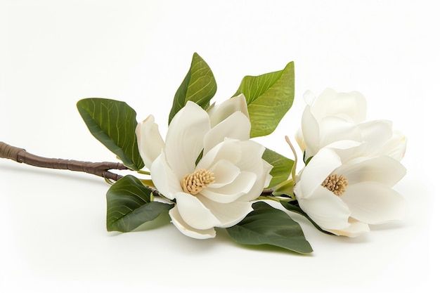 Magnolia Bouquet On White Background