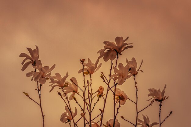 Magnolia branches Plant background Blooming flowers