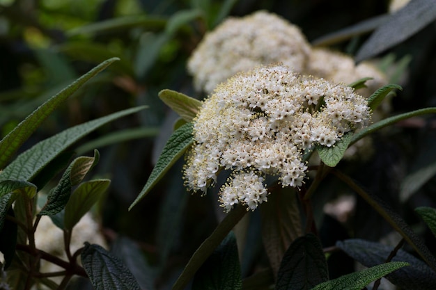 秋の selrctive フォーカスでモクレンの芽