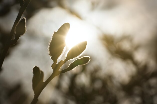 Magnolia buds on a magnolia tree with the sun in the background Magnolia trees