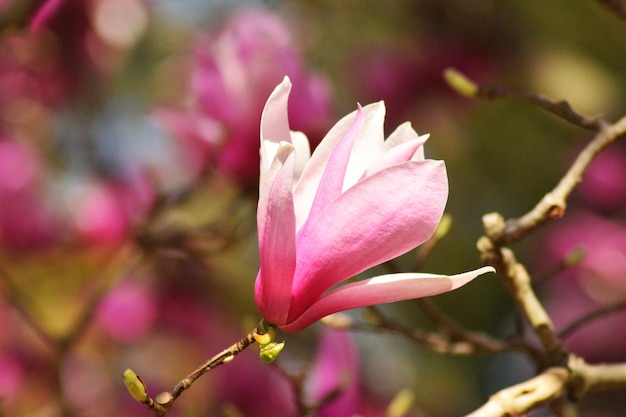 Цветок магнолии цветет на безлистном дереве под солнечным светом