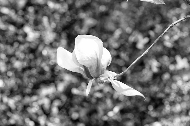 Magnolia flower blossoming on twig on green bokeh background