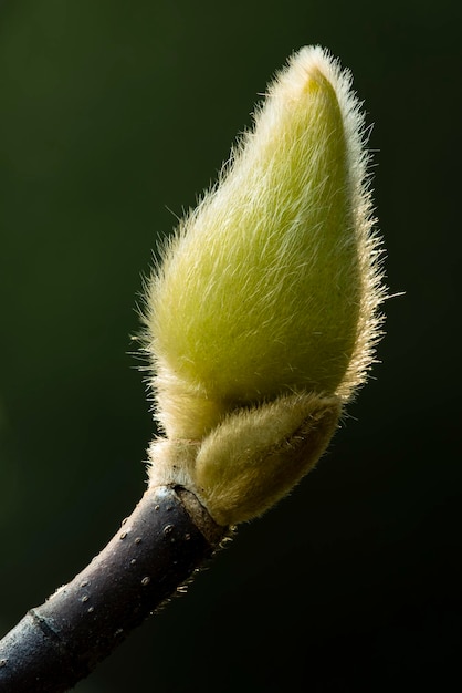 Magnolia flower bud covered with hair