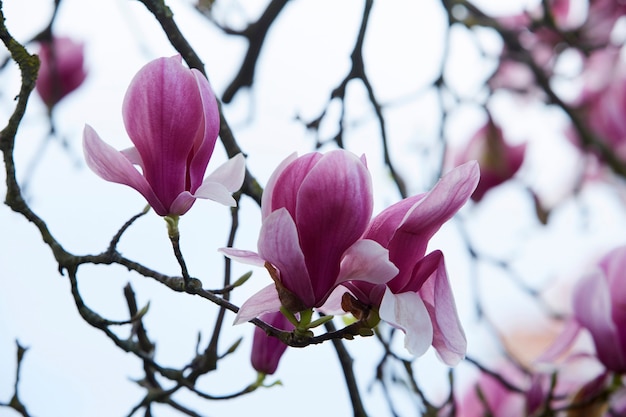 Photo magnolia flower. close up picture