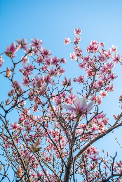 Magnolia flower in the garden at sunrise on a background of blue sky Pink flowers