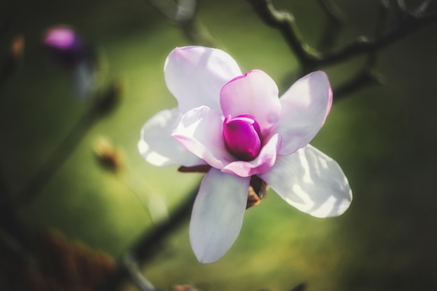 Magnolia flower in the park at springtime