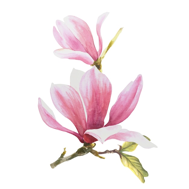 Magnolia flower Watercolor Hand drawn Illustration isolated on white background