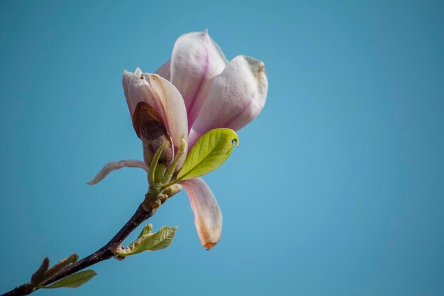 A magnolia flower with a blue sky in the background