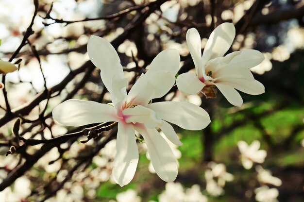 マグノリアの花