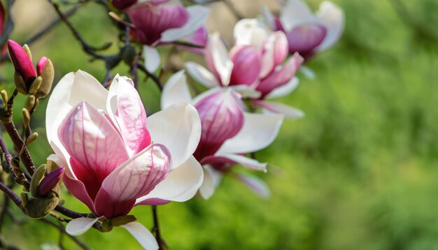 Magnolia flowering in the garden with copy space