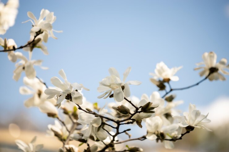 また青い空にマグノリアの花がく