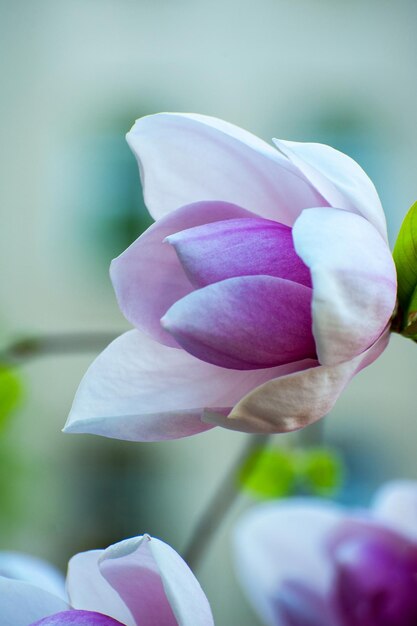 Magnolia flowers background Beautiful nature scene with blooming tree and sun Sunny day with spring flowers