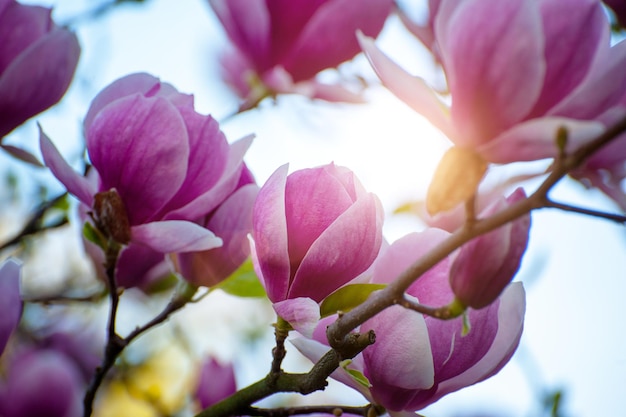 목련 꽃 배경 꽃이 만발한 나무와 태양이 있는 아름다운 자연 장면 봄 꽃과 함께 화창한 날