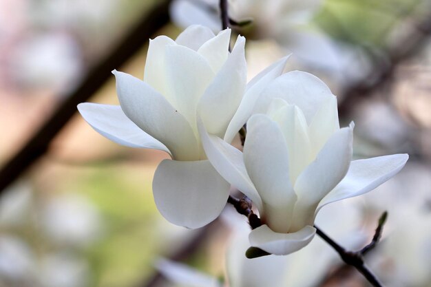 写真 マグノリアの花がく