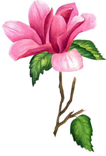 Foto illustrazione botanica dell'acquerello dei fiori della magnolia