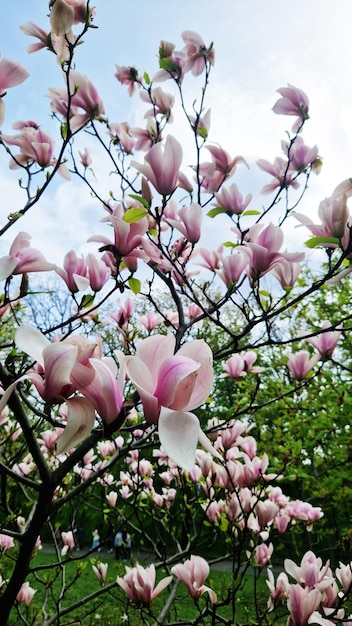 나가지 에 있는 마그놀리아 꽃 아름다운 꽃 이 있는 자연적 인 봄 배경