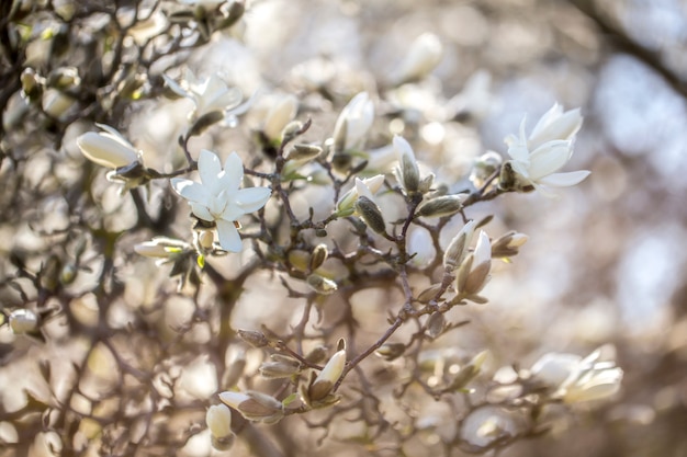 庭で春にモクレンの花