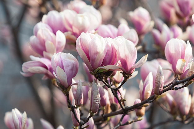 Magnolia flowers in spring time