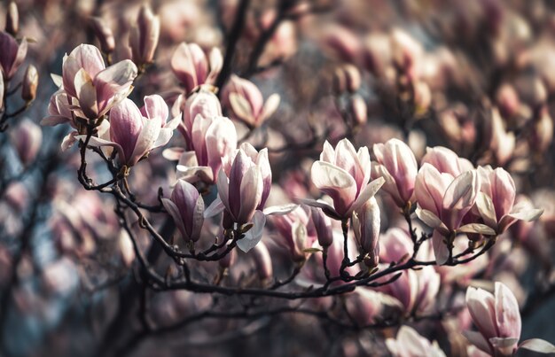 Magnolia flowers in spring time