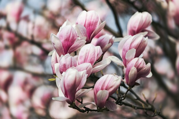 Magnolia flowers in spring time