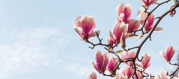 Magnolia flowers in spring time