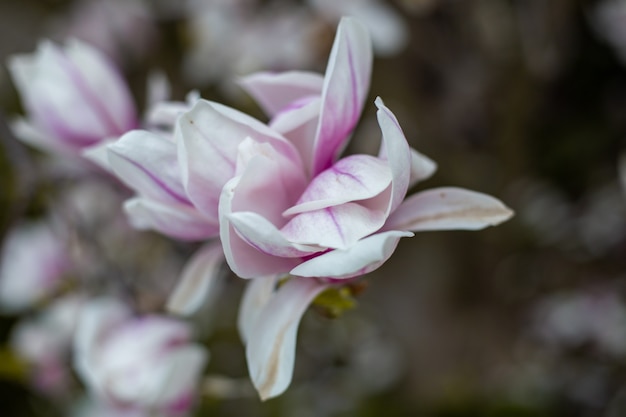 Magnolia flowers in spring time