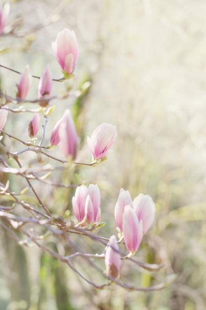 Magnolia flowers on sunlight in spring garden