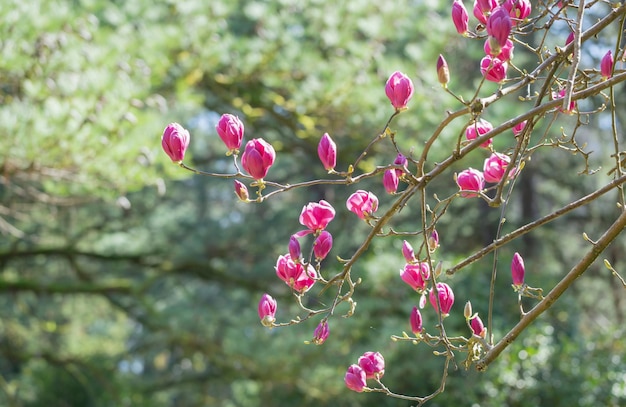 春の庭で日光にモクレンの花