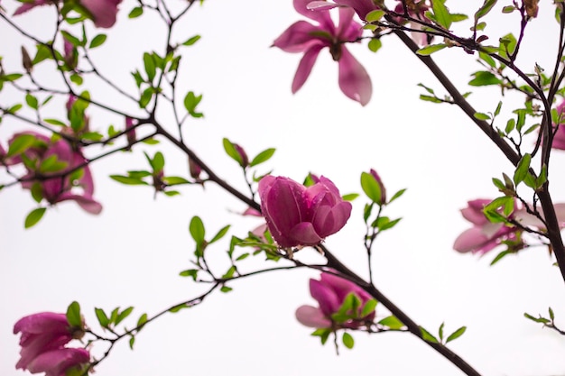 magnolia flowers on tree branches