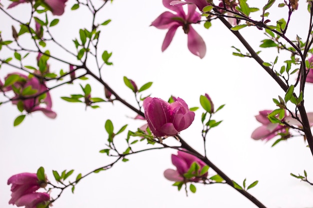 木の枝にマグノリアの花