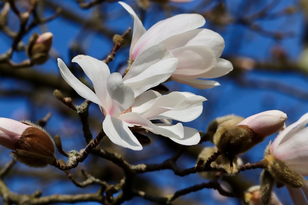 Magnolia flowers on a tree in front of a blue sky.