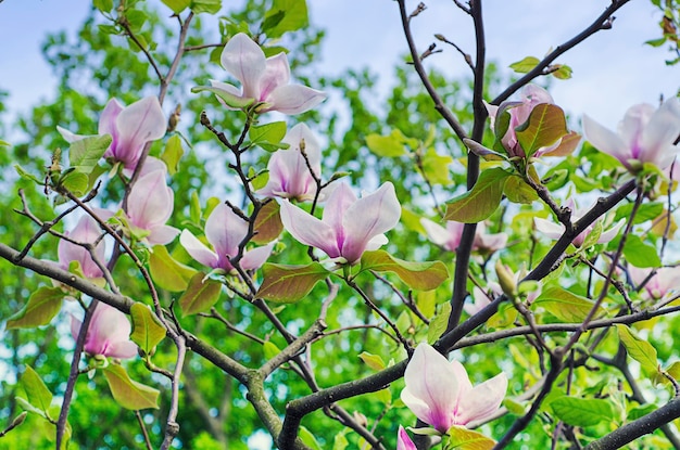 Magnolia flowers