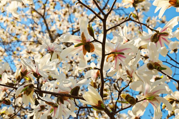 Fiori di magnolia