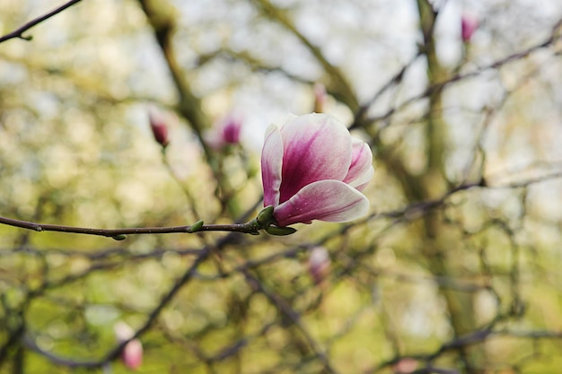 マグノリアの花