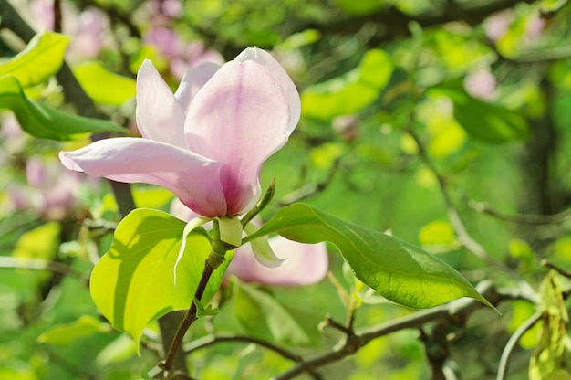 Magnolia flowers