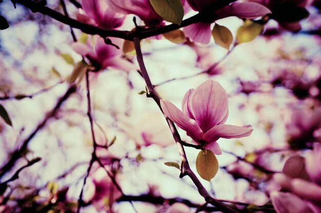 Magnolia flowers