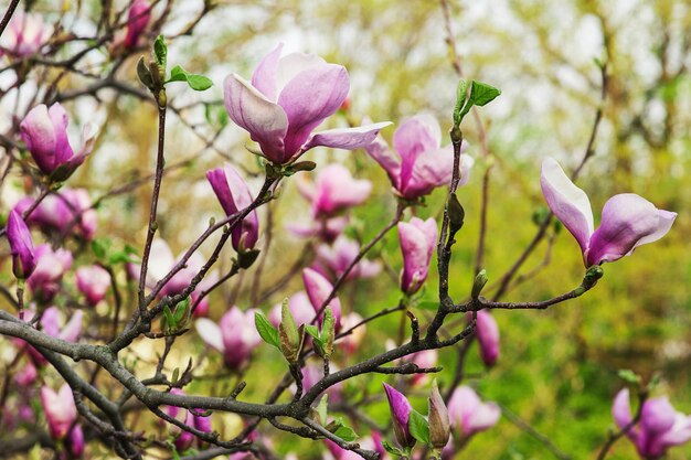 マグノリアの花