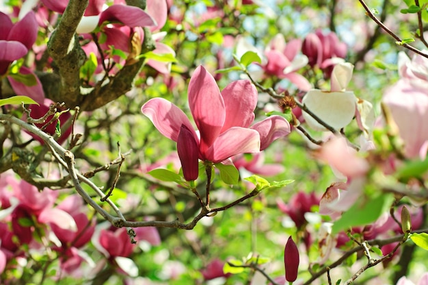 Magnolia flowers