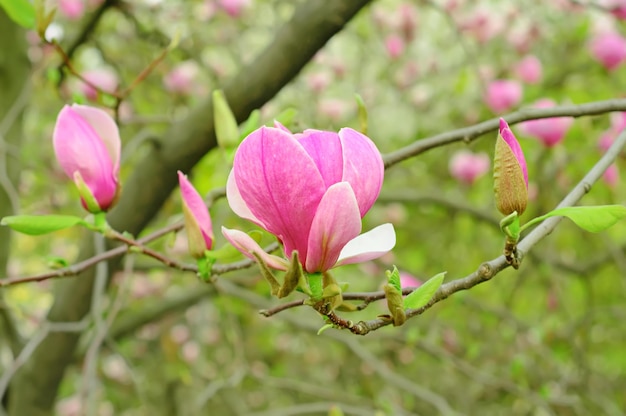 Magnolia flowers