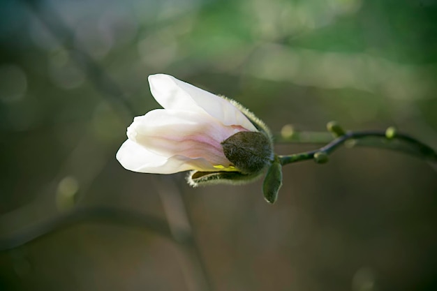 Magnolia flowers